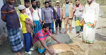 ভোলায় মেঘনার জোয়ারের পানিতে ভেসে এলো চিত্রা হরিণ