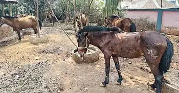 ওসির বিরুদ্ধে জব্দ ৮ ঘোড়া বিক্রি করে দেওয়ার অভিযোগ