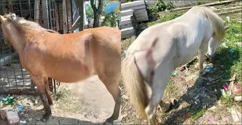 তরমুজ খাওয়ায় ঘোড়ার পেট-পিঠে এভাবে আঘাত!