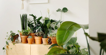 ঘরে কেমন গাছ রাখবেন