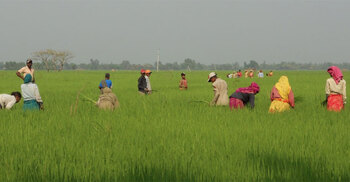 Hulhulia: The village that healed itself and became Bangladesh’s quietest revolution