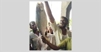 সাড়ে ৩ কেজির ইলিশ নিলামে ১০ হাজার টাকায় বিক্রি
