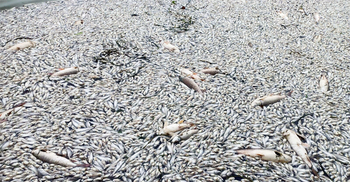 দুর্বৃত্তের বিষে মরলো কোটি টাকার মাছ