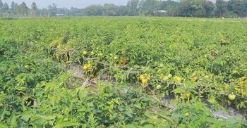 Remote no more: Tomatoes put Pabna’s Khalilpur on the map