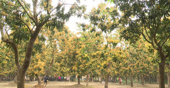 সাতক্ষীরায় আমের বাম্পার ফলনের স্বপ্ন ৫০ হাজার চাষির