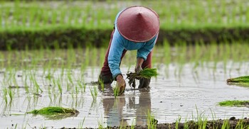 ইরান যুদ্ধে বিশ্বজুড়ে যেভাবে খাদ্য সংকট দেখা দিতে পারে