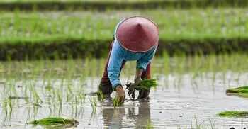 যুদ্ধ মধ্যপ্রাচ্যে, আঘাত হাজার মাইল দূরে দক্ষিণ এশিয়ার কৃষিতে