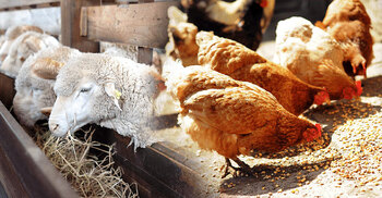 Syndication forces growers to leave animal feed market