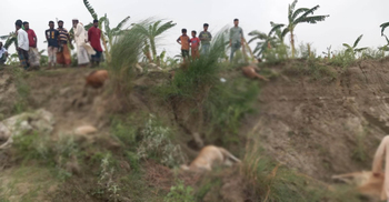 ঈশ্বরদীতে বজ্রপাতে ১৪ গরুসহ রাখালের মৃত্যু