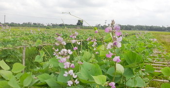 ১৫ দিন পর বাজারে মিলবে ঈশ্বরদীর ‘অটো শিম’