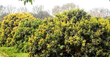 গাছে গাছে লিচুর মুকুল, রেকর্ড ফলনের আশা চাষিদের