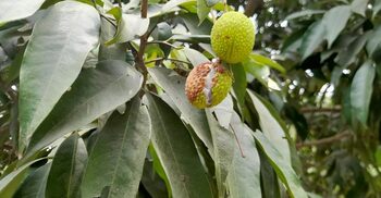 তীব্র তাপপ্রবাহে ফেটে নষ্ট হচ্ছে দেশি লিচু