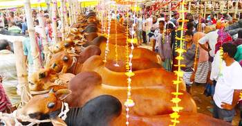 ঈশ্বরদীতে গরুর দামে ক্রেতা খুশি, হতাশ খামারি-ব্যাপারীরা