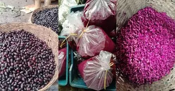 জামের রস যাচ্ছে বিদেশে, বিচিও ফেলনা নয়