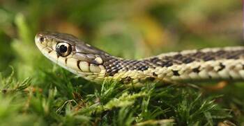 মানুষের কামড়ে সাপের মৃত্যু!