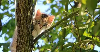 বিড়ালের মুখ দেওয়া খাবার খাওয়া যাবে কি?