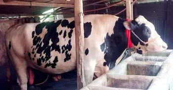 তারকা বনে গেছে জামালপুরের ‘জমিদার’
