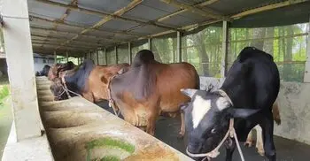 খামারিদের নতুন দিগন্ত অনলাইনে পশু বিক্রি