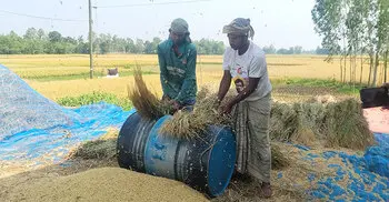 কামলার মজুরি ১২০০ টাকা, ধানের মণ ৮০০