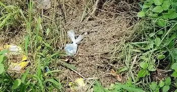 যশোরে ককটেল বিস্ফোরণে আহত ১