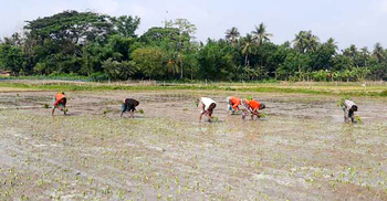 বপন নয় রোপণ হচ্ছে পাট