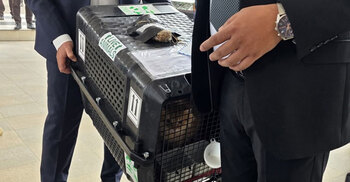 তারেক রহমানের সঙ্গে দেশে ফিরেছে পোষা বিড়াল জেবু