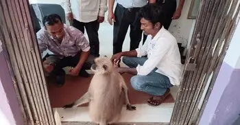 যশোরে চিকিৎসা নিতে হাসপাতালে হনুমান