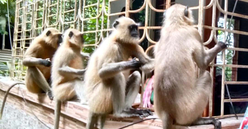 খাবারের জন্য বসতবাড়ি-ফল বাগানে হনুমানের হানা