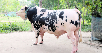 ক্রেতা মেলেনি ১৮ লাখ টাকা দাম চাওয়া ‘ভাইজান’র