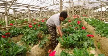 ৫ দিবস টার্গেট, শতকোটি টাকার ফুল বিক্রির আশা