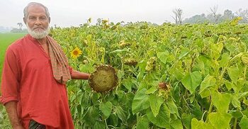 শার্শায় পতিত জমিতে সূর্যমুখীর বিপ্লব