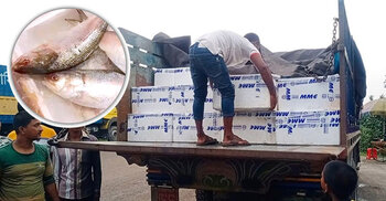 ১২০০ টন রপ্তানির অনুমতি, ভারতে গেলো মাত্র ১০৭ টন ইলিশ