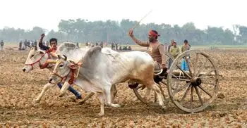 যশোরে গ্রাম বাংলার ঐতিহ্যবাহী গরুর গাড়ির দৌড় প্রতিযোগিতা