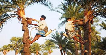 হারিয়ে যাচ্ছে যশোরের যশ খজুরের রস