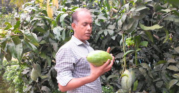 যশোরে এক আমের ওজন ৫ কেজি