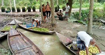 পেয়ারার ফলন বিপর্যয়, ৩ কোটি টাকা লোকসানের শঙ্কা