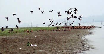 শীতের বার্তা নিয়ে বিষখালীর মোহনায় হাজারো পরিযায়ী পাখি