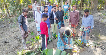 সংস্কারের দাবিতে সড়কে কচুগাছ লাগিয়ে প্রতিবাদ