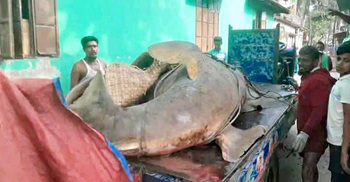 বঙ্গোপসাগরে ধরা ২৫ মণের করাতি মাছ ঝালকাঠিতে আড়াই লাখে বিক্রি