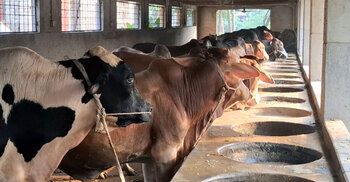 গরুর খামারে গ্রামের চিত্র বদলে দিয়েছেন লাকী