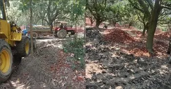 ফলবাগান দখল করে ইট-খোয়া মজুতের অভিযোগ ঠিকাদারের বিরুদ্ধে