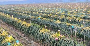 কলা-পান পেরিয়ে ড্রাগন-মাল্টায় রঙিন স্বপ্ন কৃষকের