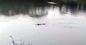 যশোরে নদীতে কুমির, আতঙ্কে গ্রামবাসী ও জেলেরা