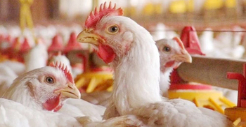 মানবদেহে বার্ড ফ্লু সংক্রমণ সন্দেহে যশোরে আইইডিসিআরের টিম