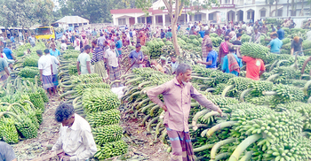 হিট দিয়ে পাকানো কলায় সয়লাব দুর্গাদহ বাজার