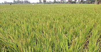 ইটভাটার ধোঁয়ায় ক্ষতিগ্রস্ত ২০০ বিঘা ধানক্ষেত