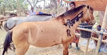 ৫১৯ বছরের ঐতিহ্যের ঘোড়ার মেলায় নজর কাড়ছে ১১ লাখের ‘যুবরাজ’