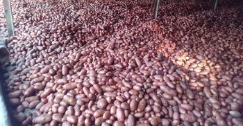 হিমাগার থেকে হাওয়া কৃষকের হাজার বস্তা আলু