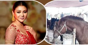 ঘোড়ার মাংসের অবৈধ বাণিজ্য বন্ধে হাইকোর্টে জয়া আহসান