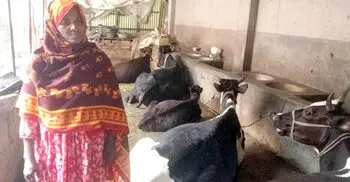 গরুর খামারে কপাল খুলেছে নুন আনতে পান্তা ফুরানো ছালেমার